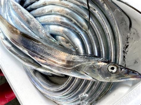 銀色的魚|美しい銀色の魚 太刀魚(タチウオ)の特徴とは？ 